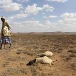 sécheresse due à El nino